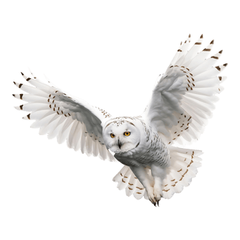 Snowy Owl Flying with Powerful Wings Ideal for Posters Websites png