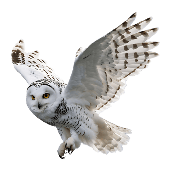 Elegant White Owl in Motion Premium for Digital Print Use png