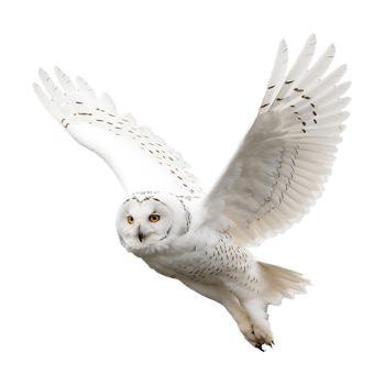 snowy owl flying png