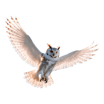 Beautiful Snowy Owl with Wings Spread High-Quality Transparent png