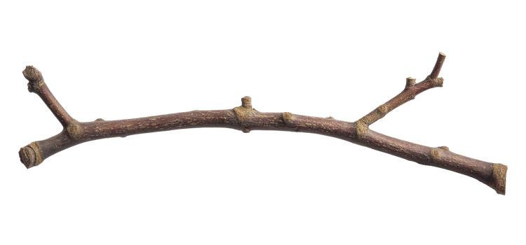Branch isolated on transparent background png