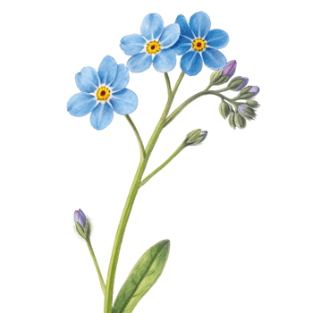 Forget me nots flower isolated on transparent background png
