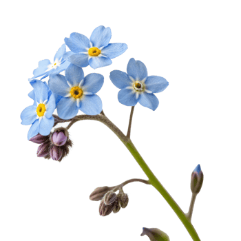 Forget me nots flower png