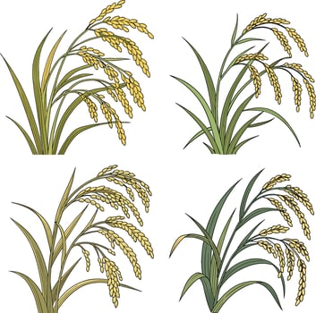 Ripe Paddy Plant vector