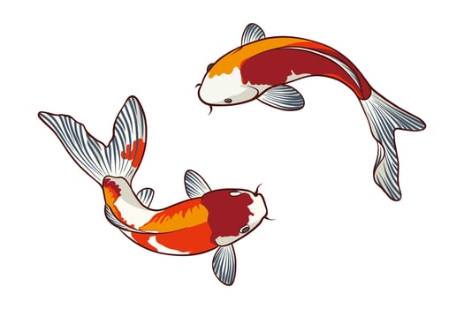 illustration of two koi fish swimming beautifully vector