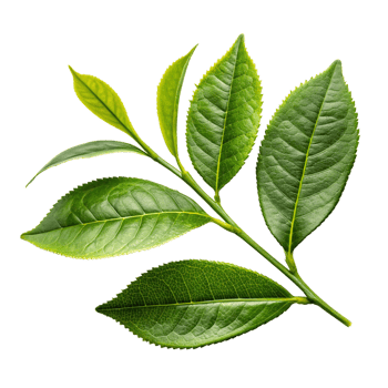 Close-up green leafs isolated on transparent background png