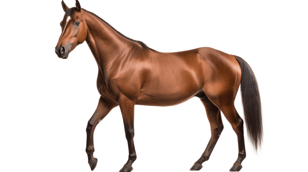 Bay Horse on Transparent Background. Animal, Ranch, Pet png