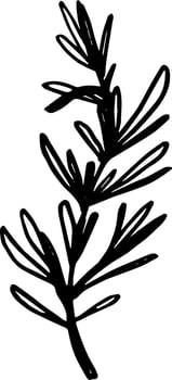 Rosemary branch doodle ink drawing culinary herb food illustration clipart vector