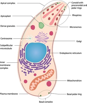 illustration of toxoplasma gondii anatomy diagram vector
