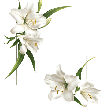 Flower Border Transparent Background png