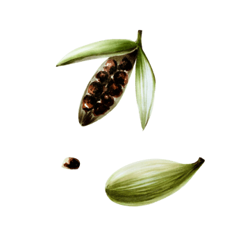 Cardamom pods and seeds. Watercolor hand drawn aromatic Christmas spice illustration isolated on transparent background. For designers, menu, decoration, food blog, ecofriendly branding. Healthy png