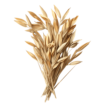 Golden Wheat Bunch Transparent Background png