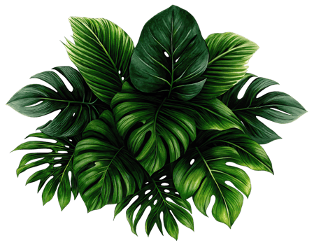 Lush green tropical monstera leaves with vibrant patterns, creating fresh and exotic atmosphere png