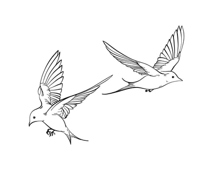Flying swallows line art, elegant spring birds in outline sketch, isolated on white, perfect for postcards, embody freedom, nature harmony or romantic mood, serene state of mind in minimalist design vector