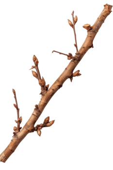 Close-Up of a Tree Branch with Buds Ready to Bloom in Spring Season, Isolated on a Transparent Background png