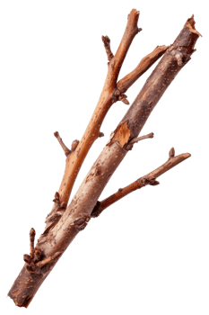 Natural Twigs and Branches Isolated on White Background for Organic and Rustic Design Projects png