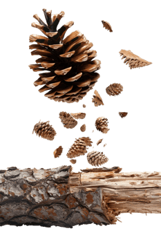 Pine Cone Suspension with Wood Bark Base in a Creative Falling Arrangement Against a Dark Background png