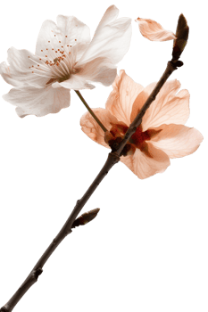 Pink and White Blossoms on Delicate Branch in Soft Focus against a Light Background Capturing Springtime Beauty png