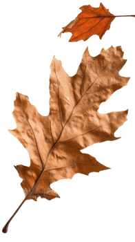 Two Decorative Orange Brown Leaves on Transparent Background for Autumn and Nature Inspired Designs png