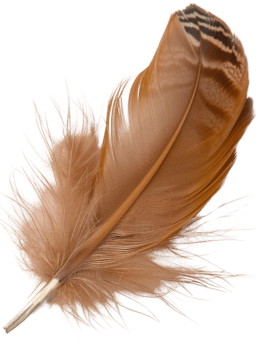 Soft and Delicate Brown Feather with Intricate Patterns Isolated on White Background for Nature and Organic Themes png