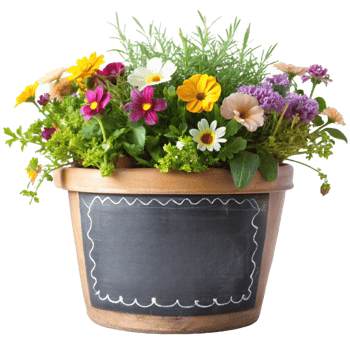 flower plant in the chalkboard pot is isolated on transparent background png