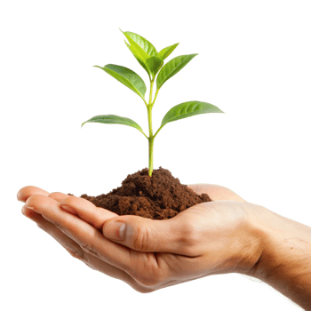 A Small Green Plant Sprout Held Carefully in Human Hands Representing Growth and New Life png