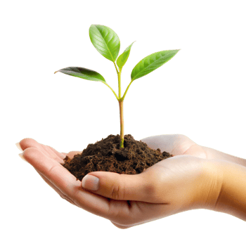 A Small Green Plant Sprout Gently Held in a Woman's Hands Against a Black Background png