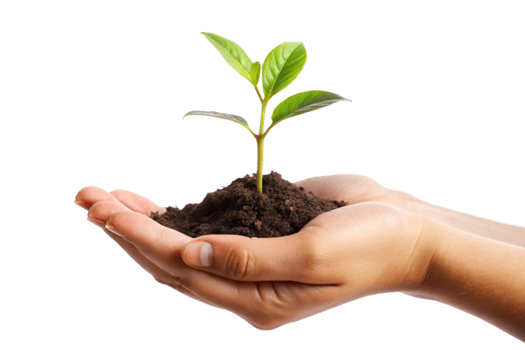 A small green plant seedling in a cupped hand representing growth nurture and new beginnings png