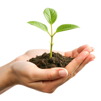 A Small Green Plant Sprout Carefully Held in Human Hands Representing New Life and Growth png