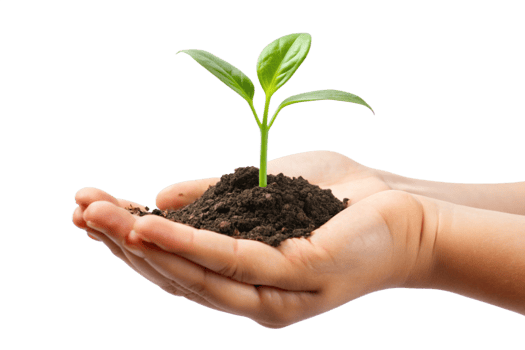 A small green plant seedling gently held in cupped hands representing growth nature and new life png
