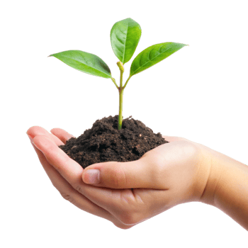 A small green plant seedling gently held in a nurturing hand symbolizing growth, nature, and environmental protection png