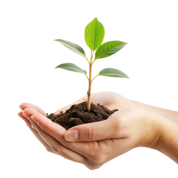 A young plant seedling gently held in cupped hands representing growth new life and environmental care png