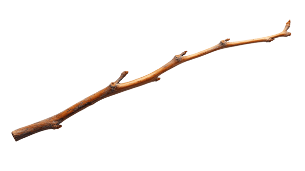 Detailed Brown Branch With Water Droplets png