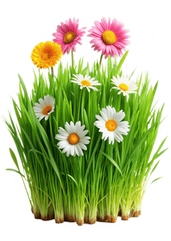 Vibrant Spring Flowers Blooming in Lush Green Grass A Stunning Display of Nature's Beauty png
