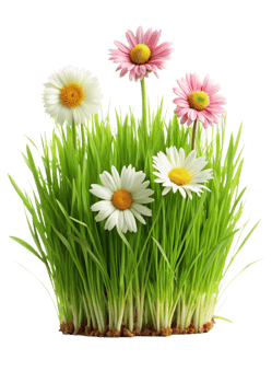 Vibrant Daisies and Lush Green Grass in a Stunning Springtime Display png