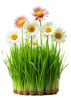 Beautiful White and Pink Daisies in Lush Green Grass png