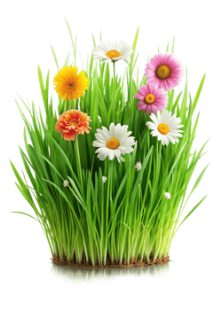 Vibrant Flowers Blooming in Lush Green Grass png