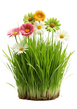 Vibrant Gerbera Daisies and Daisies in Lush Green Grass png