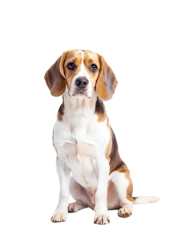 Adorable Beagle Puppy Sitting on Black Background Studio Shot png
