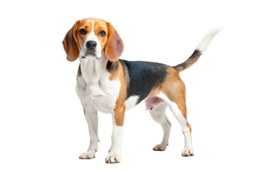 A Stunning Beagle Dog Standing Against a Black Background png