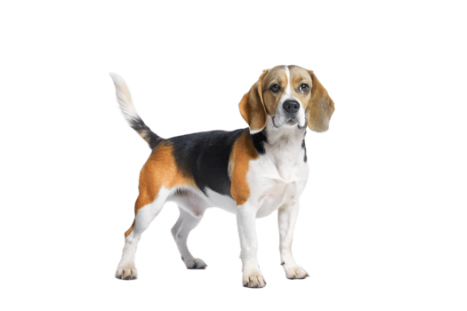 Adorable Tricolor Beagle Dog Standing on Black Background Full Body Studio Shot png