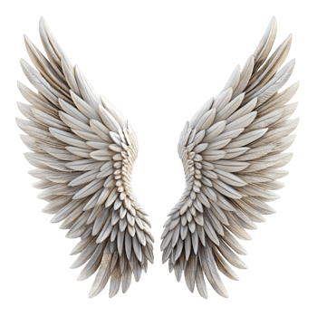 Pair of Elegant White Angel Wings Detailed Feathered Structure Isolated on Black Background png