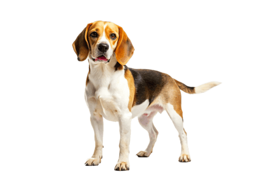 Adorable Beagle Dog Posing Against Black Background A Stunning Image of a Beagle png