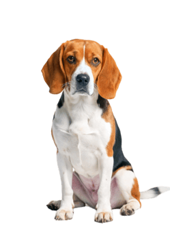 Adorable Beagle Dog Sitting Posing for a Photo Against a Black Background png