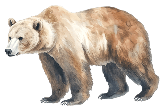 Watercolor Illustration Of A Grizzly Bear png
