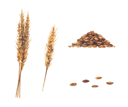 Heap of malt, barley grain for the production of beer, ale. Whole grain, pile of malt watercolor realistic painted illustration isolated from the background for food alcohol drink label design print. png