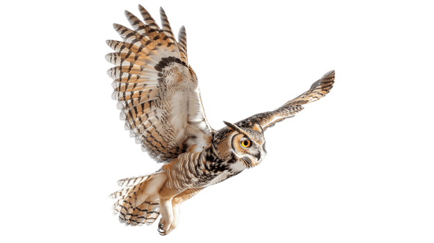 Soaring Bird Owl on Transparent Background png