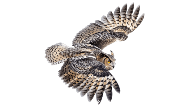 Flying Own on Transparent Animal png