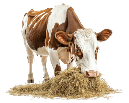 cow eating hay on transparency background, showcasing its brown and white coat. cow appears calm and content while feeding, highlighting its natural behavior png