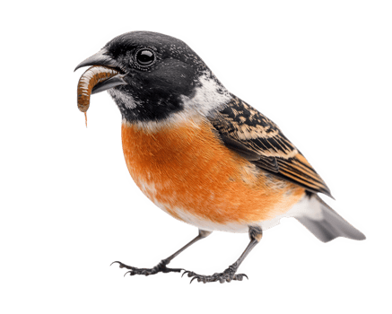 bird with black head and orange chest holds worm in its beak, showcasing its hunting skills. This captures essence of nature and wildlife png